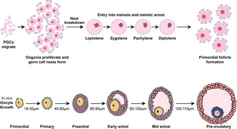 oocyte maturation